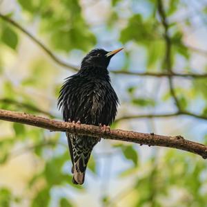 Spotless Starling