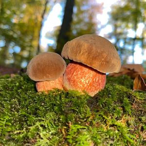 Dotted-stem Bolete
