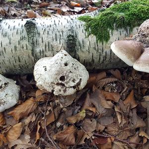 Unknown Species