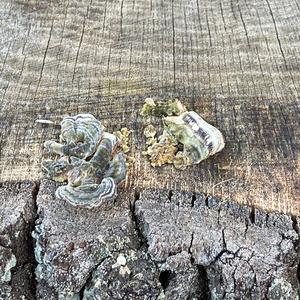 Turkey-tail