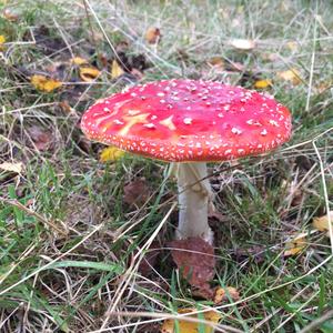 Fliegenpilz