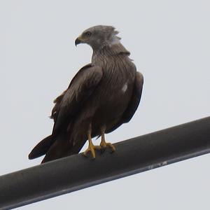 Black Kite