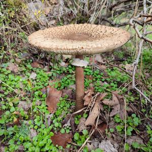 Parasol Mushroom