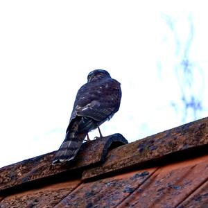 Eurasian Sparrowhawk
