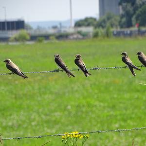 Sand Martin