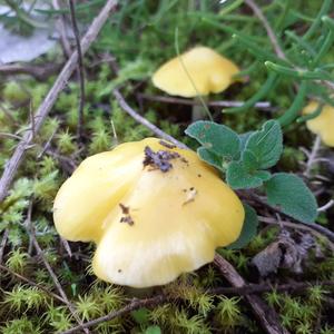 Unknown Species