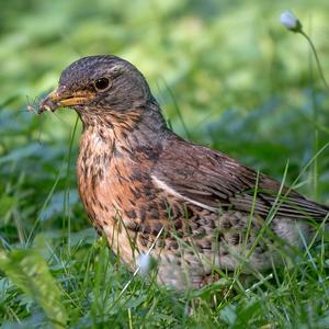 Song Thrush
