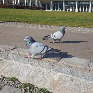 Rock Pigeon
