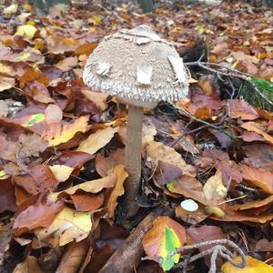Parasol Mushroom