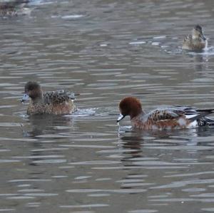 Eurasian Wigeon