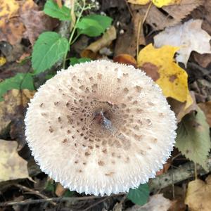 Parasol Mushroom
