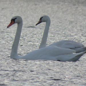 Mute Swan