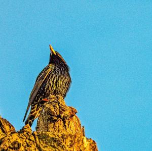 Common Starling