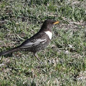 Ring Ouzel