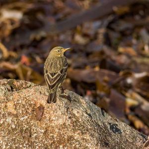 Rock Pipit