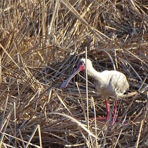 African Spoonbill