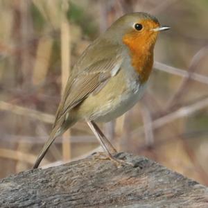 European Robin