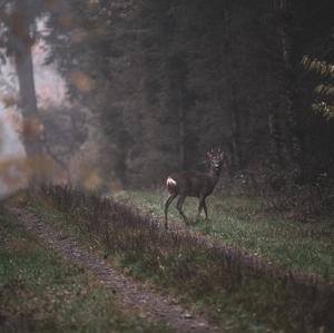 European Roe Deer