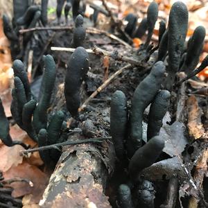 Dead Man`s Fingers