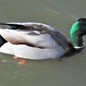 Mallard