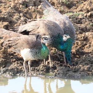 Indian Peafowl