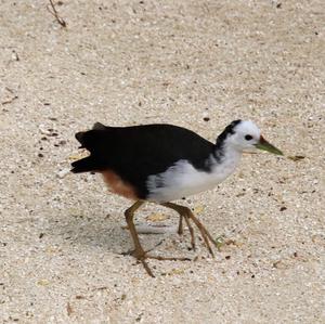 White-breasted Waterhen