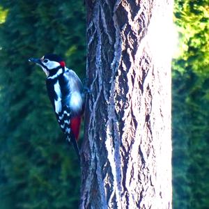 Great Spotted Woodpecker
