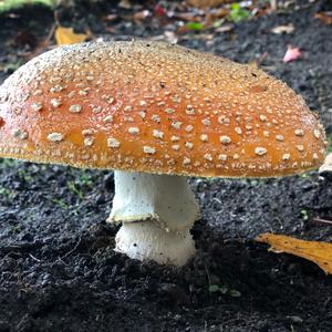 Fly Agaric