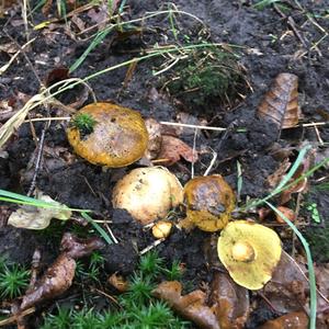 Parasitic Bolete