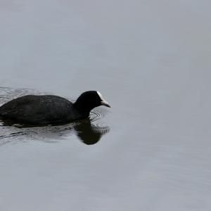 Bläßhuhn