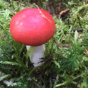 Unknown Species