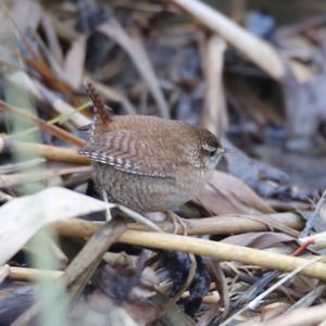 Winter Wren