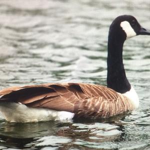 Canada Goose