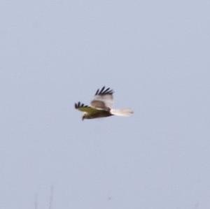 Western Marsh-harrier