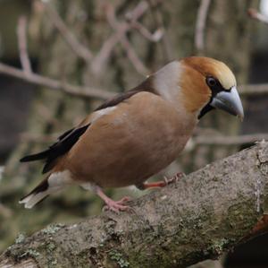 Hawfinch