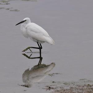 Little Egret