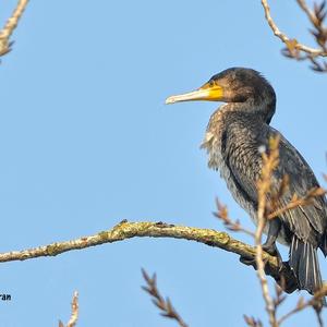 Kormoran