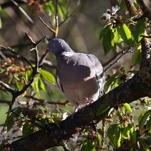 Common Wood-pigeon