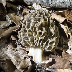 Yellow Morel