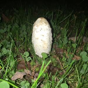 Shaggy Mane