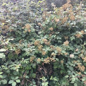 Blackberry (Common)