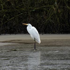 Great Egret