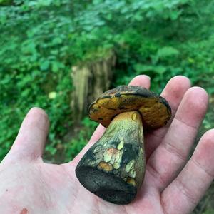 Dotted-stem Bolete