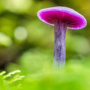 Unknown Species