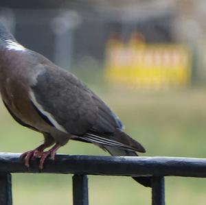 Common Wood-pigeon