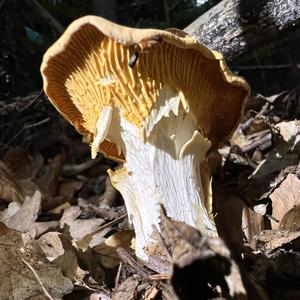 Chanterelle, Common