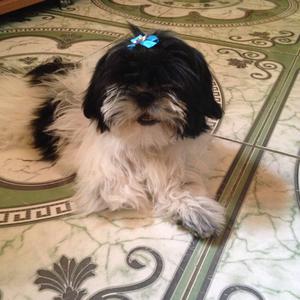 Shih Tzu
