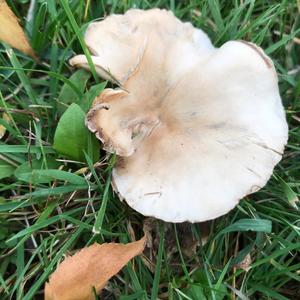 Unknown Species