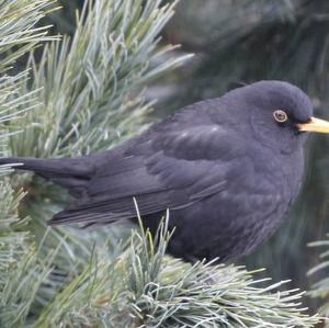 Amsel