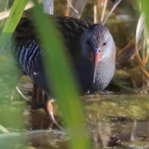 Water Rail